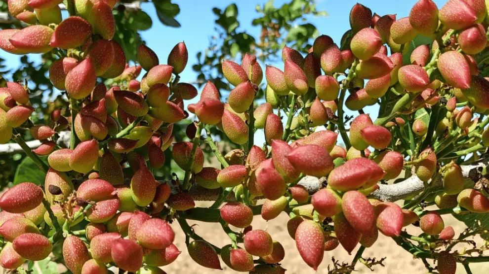 El ‘éxotico’ cultivo del pistacho, conocido también como oro verde, ya colorea los campos aragoneses.