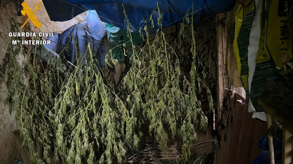 Marihuana incautada por los agentes en una vivienda de Alfamén.