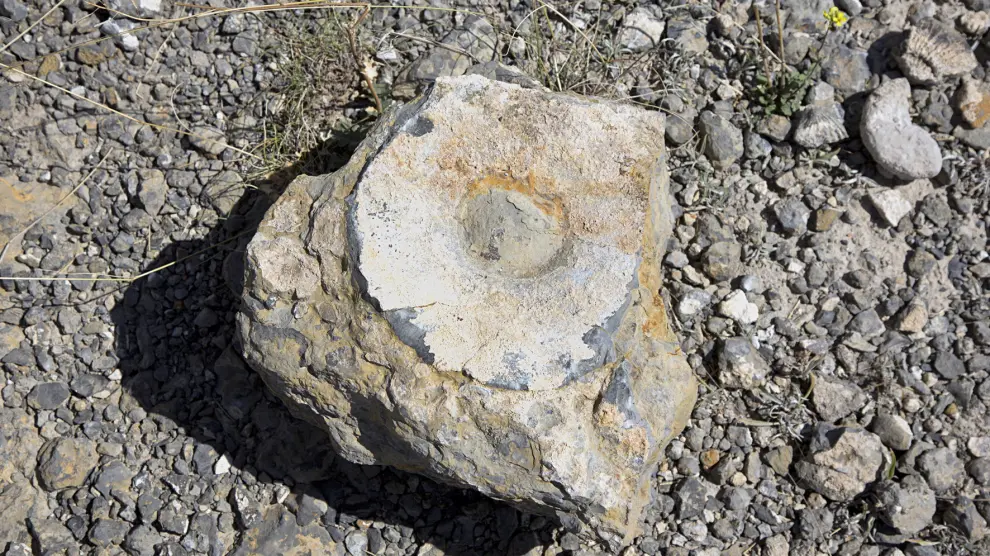 La localidad de Valdejalón cuenta con un amplio patrimonio de restos fósiles