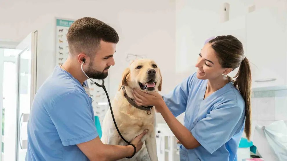 Un perro durante su visita al veterinario.