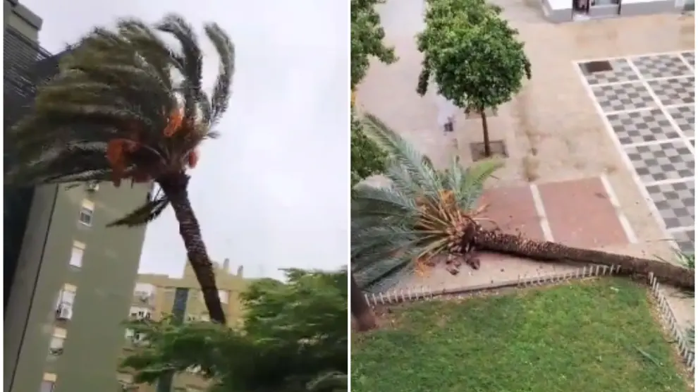 Antes y después de la palmera derribada por el viento en Sevilla