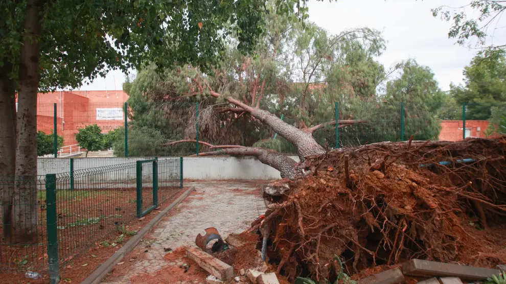 Caída de un árbol de grandes dimensiones sobre la valla del Colegio Arboleda en el barrio de Sevilla este por la borrasca Bernard