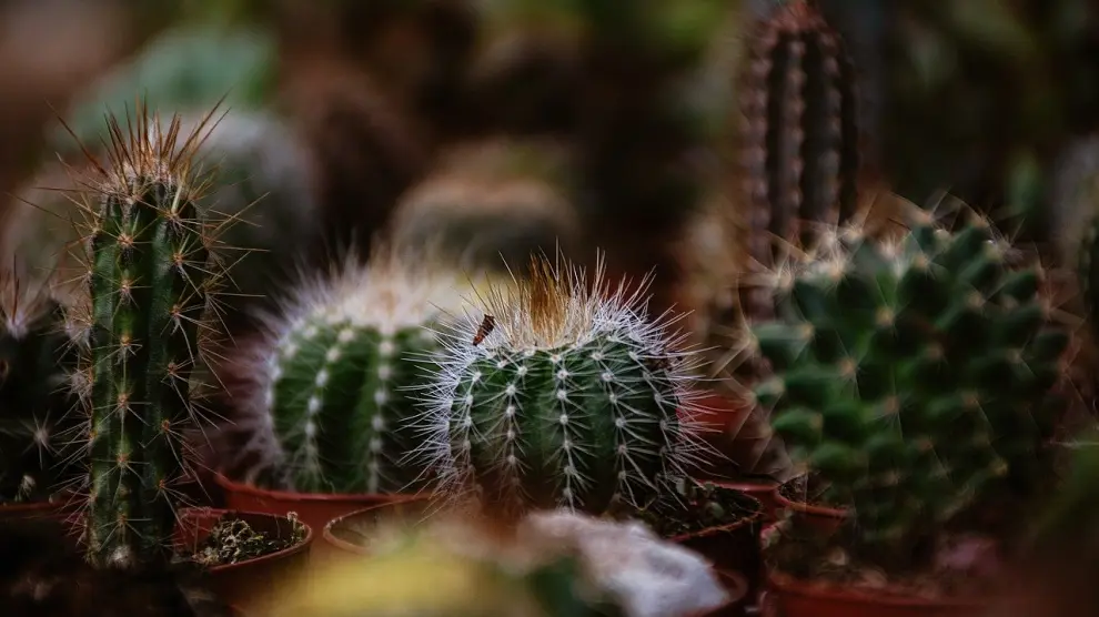 Mini cactus con macetas personalizadas.