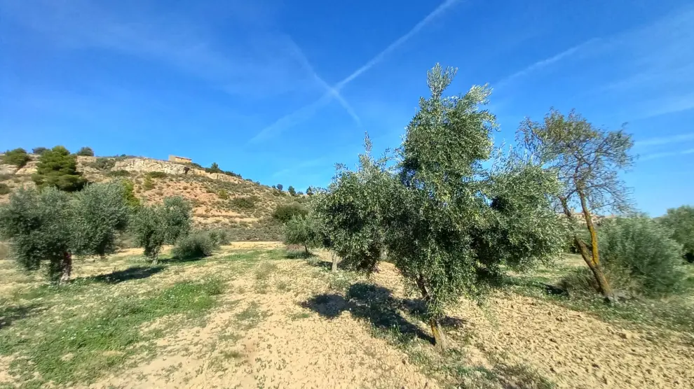 Olivos en la zona de Valderrobres, en la comarca del Matarraña, donde se espera una gran cosecha.
