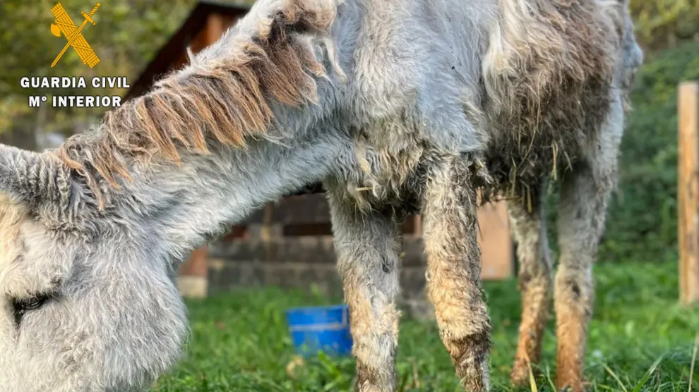 Rescate de un burro en malas condiciones en Belchite.