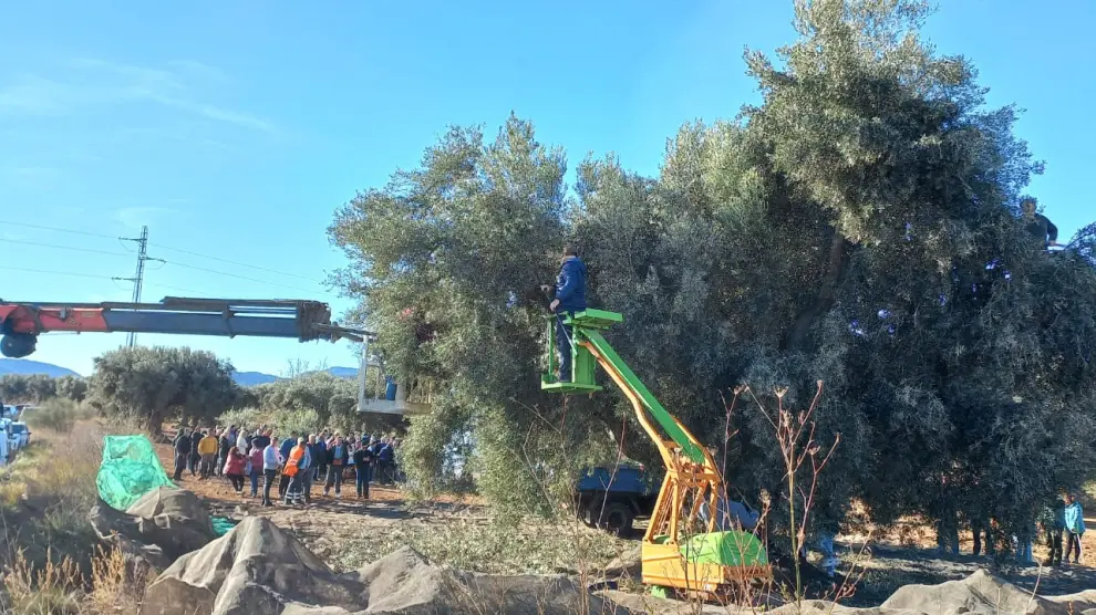 Recolección de la olivera del Pitongo en Calanda.