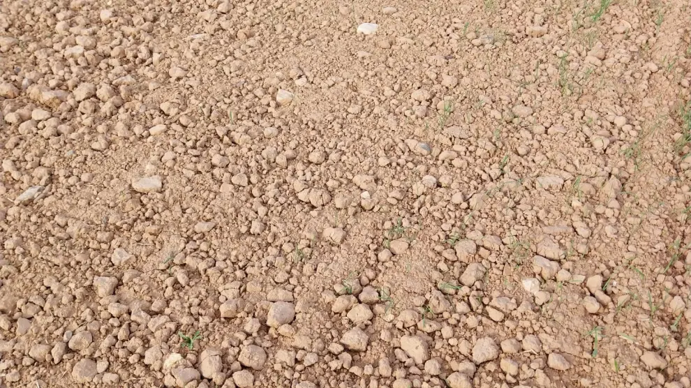 La sequía es evidente en un campo recién sembrado de cereal en Belchite.