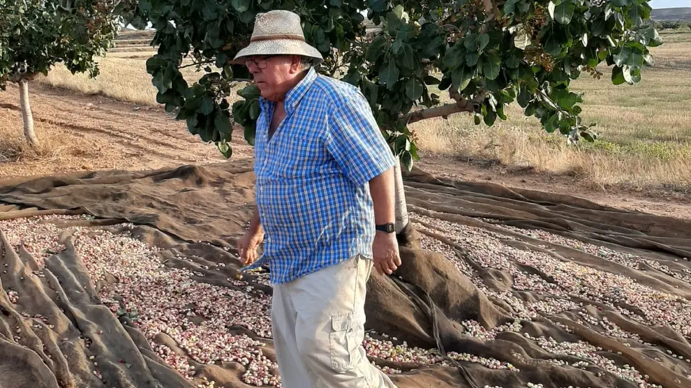 Yus, recolectando pistachos en su plantación de Muniesa.