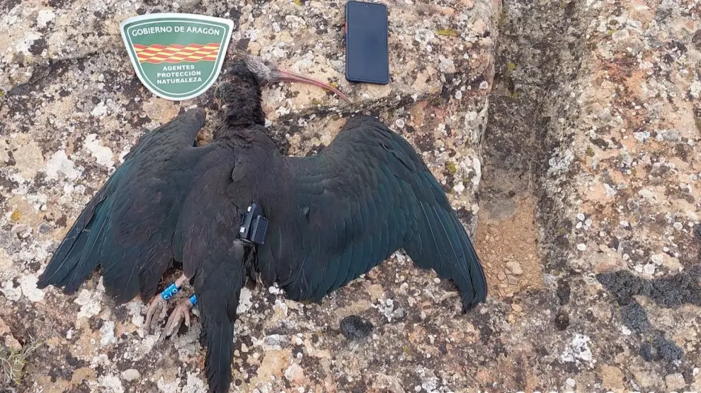 El ibis calvo llegado de Alemania, al ser localizado muerto en Calanda.