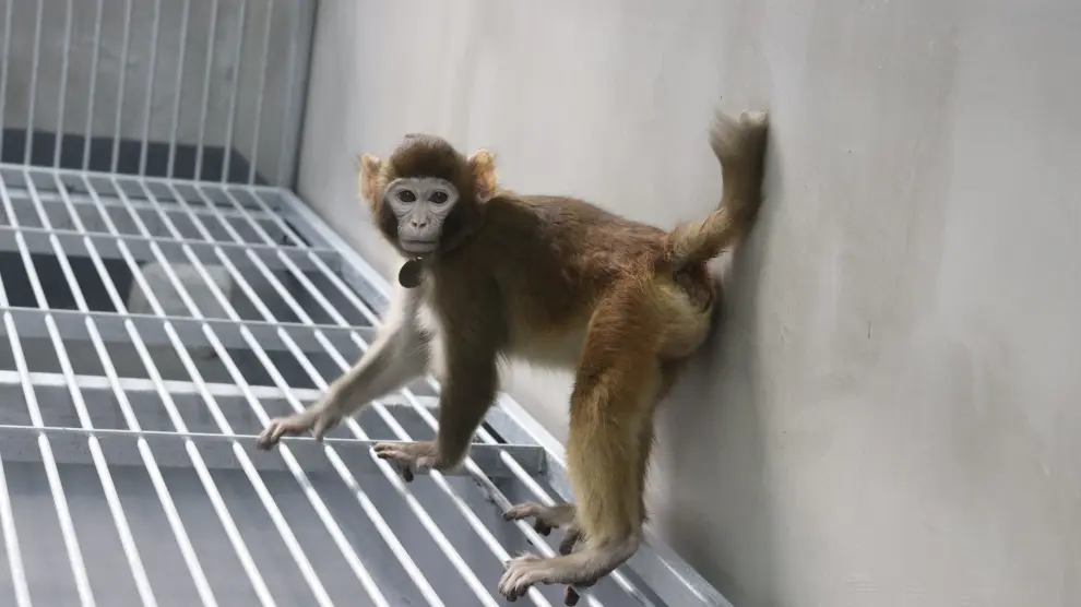 Los investigadores llamaron 'ReTro' al mono, que consiguió vivir dos años