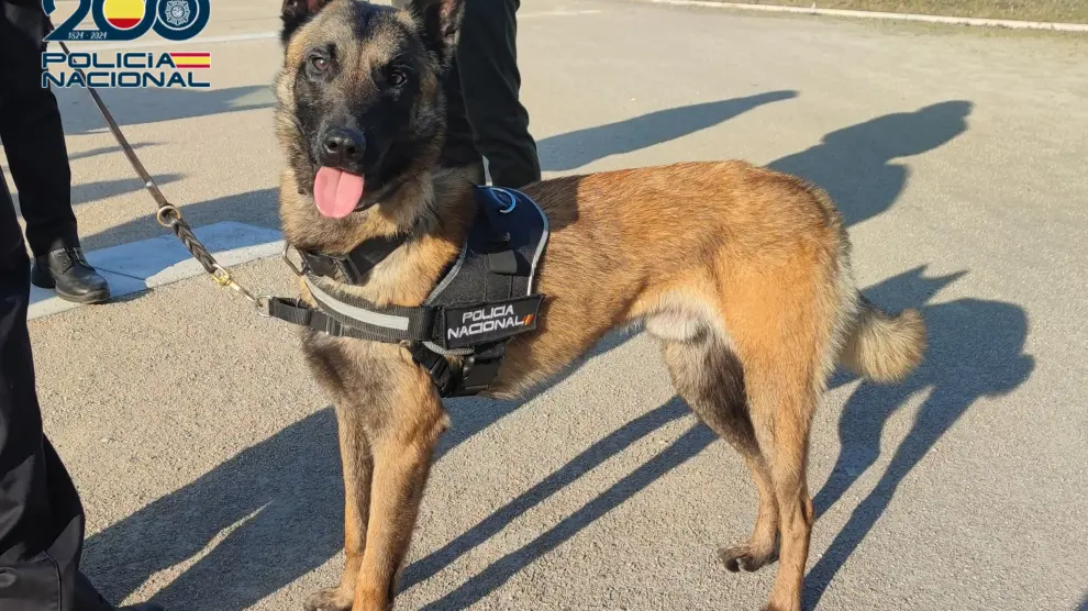 Zorro, el perro policía robado, un pastor belga malinois, perteneciente a su unidad de Guías Caninos.