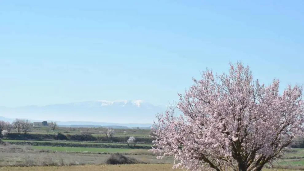 La floración de los almendros se ha adelantado 15 días en algunas comarcas aragonesas.