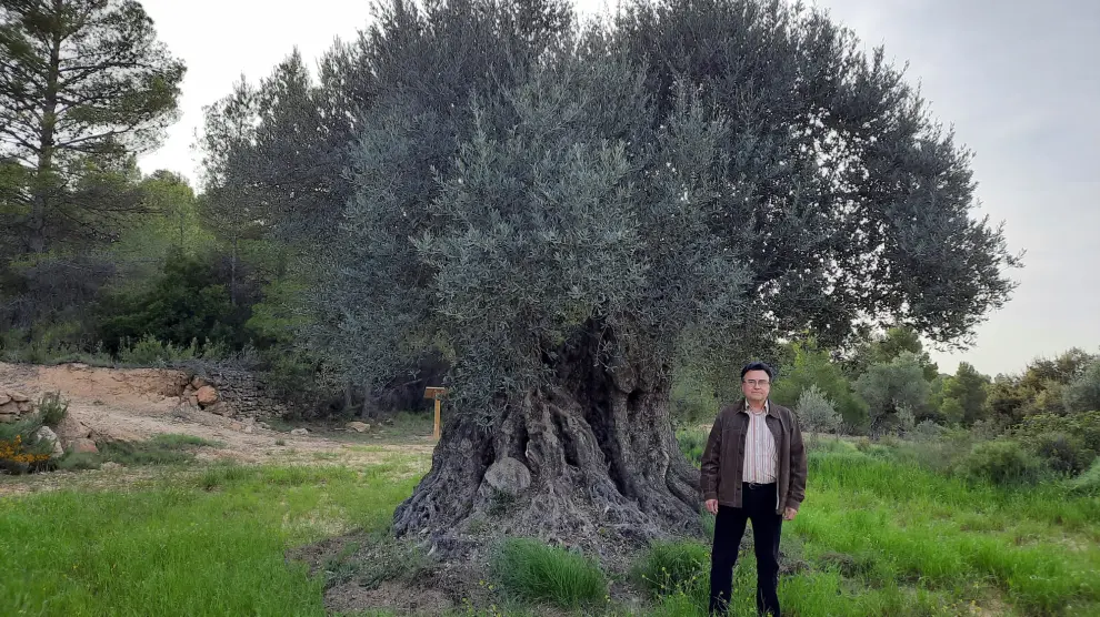 El olivo del Mas de Cervera, con mil años de vida en Belmonte de San José.