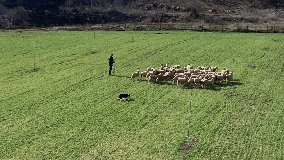 Los perros pastores se dedican a salvaguardar, juntar y mover al ganado, vigilando el entorno.