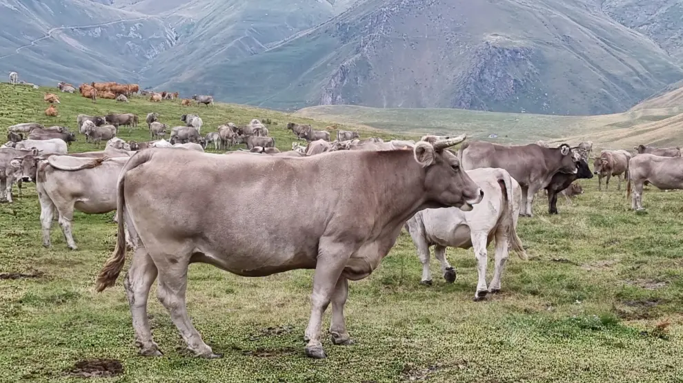 Ejemplares de bovino de raza Parda de Montaña, con importante presencia en Aragón.