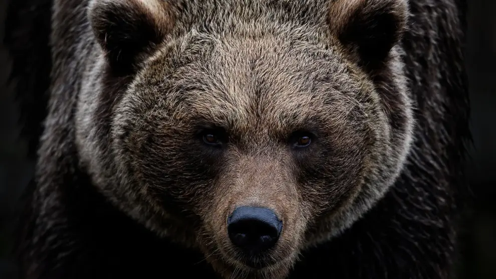 Foto de recurso de un oso pardo