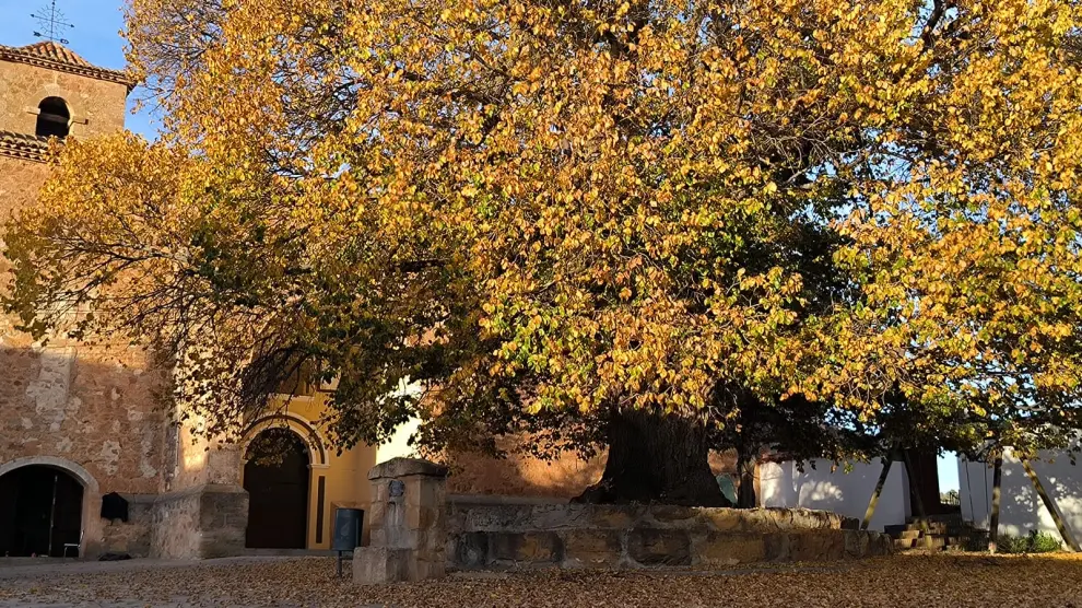 El olmo de Alobras, en una foto tomada en otoño.