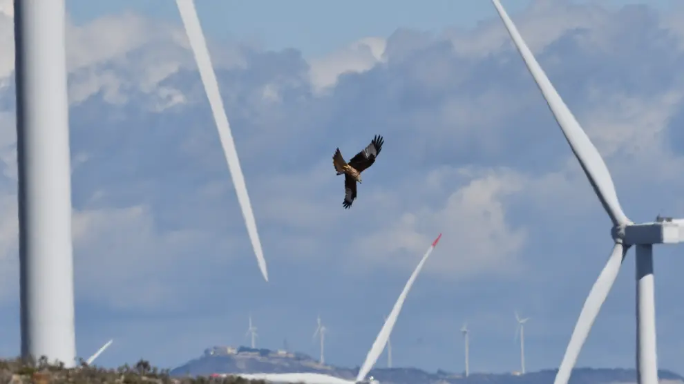 Un águila perdicera, entre aerogeneradores del Campo de Borja con alta mortalidad de avifauna.
