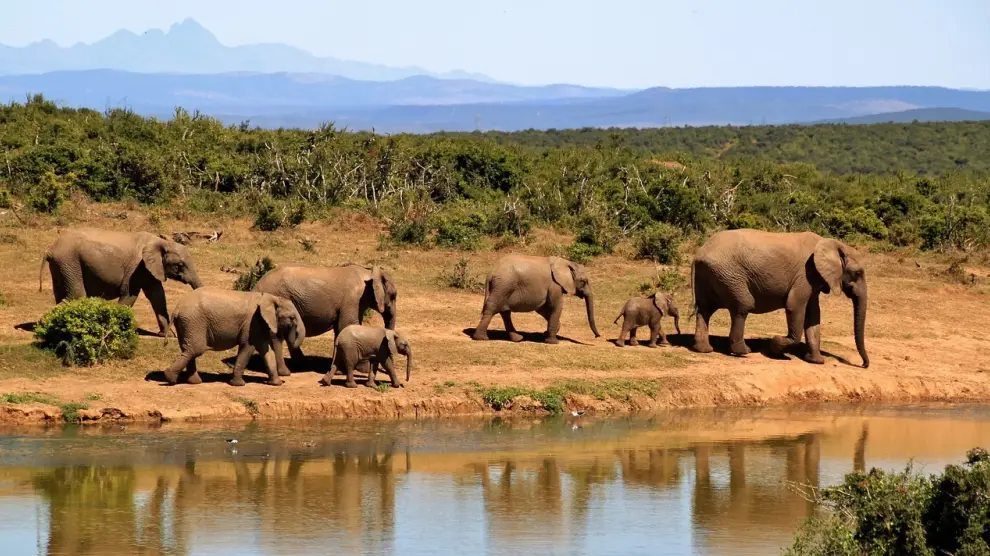 Imagen de archivo de un grupo de elefantes