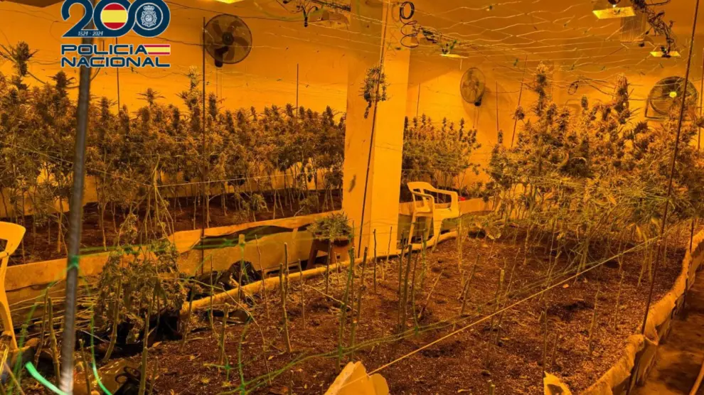 La Policía Nacional desmantela una plantación indoor de Marihuana en el barrio de Miralbueno