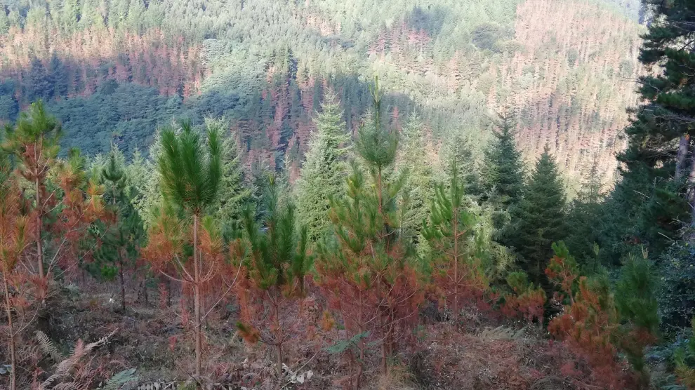 Los bosques mediterráneos son cada vez más vulnerables a sequías, incendios y plagas.