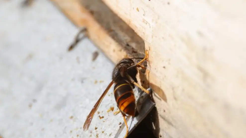 Avispa asiática entrando en un colmenero.