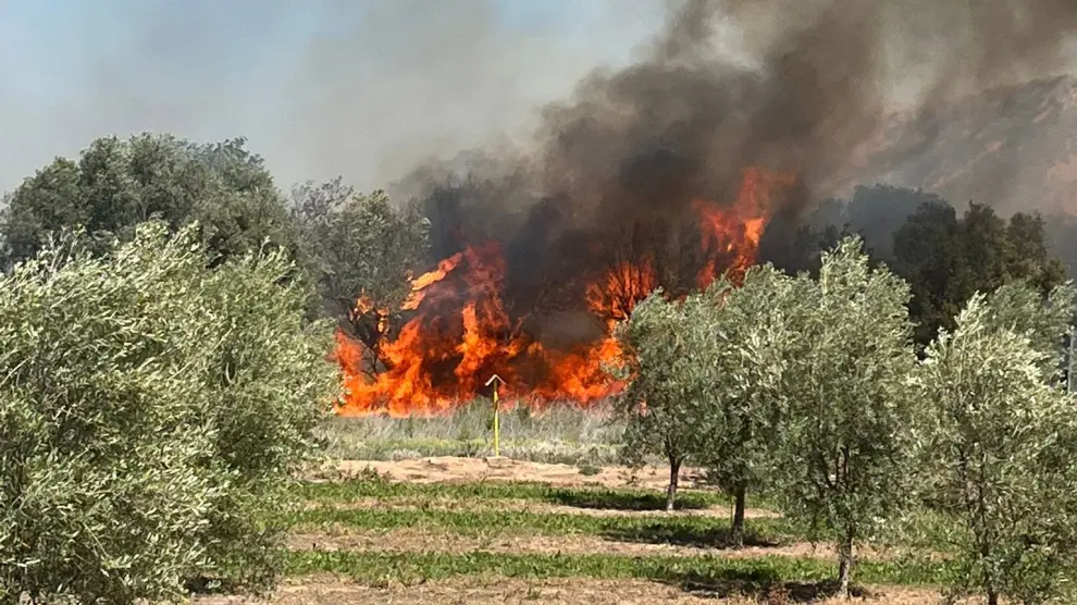 El fuego ha afectado a una zona de cultivos.