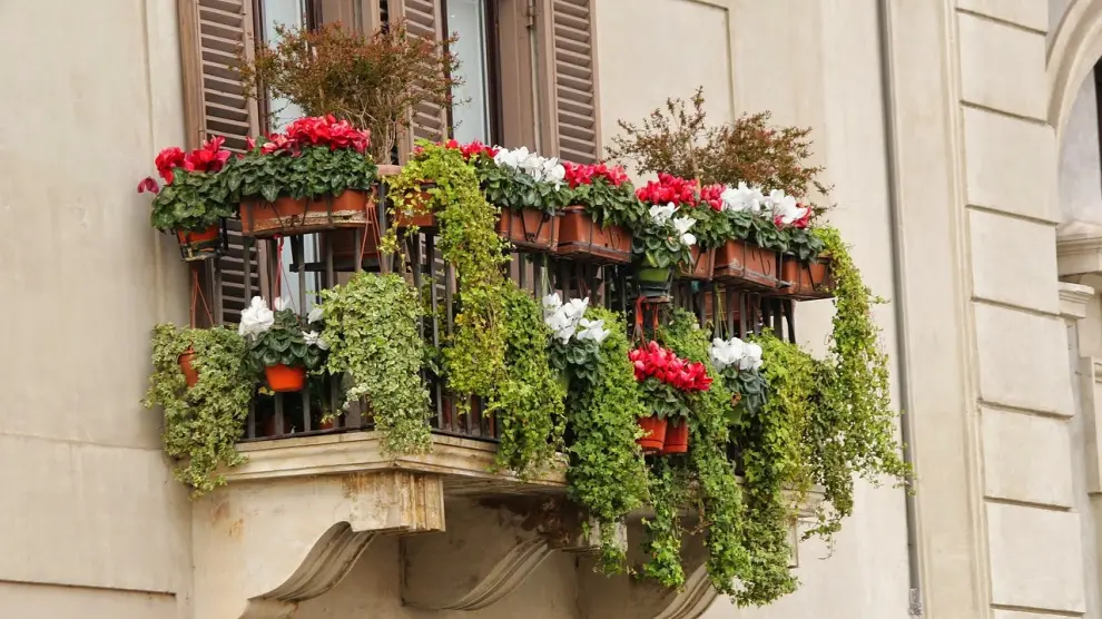 En el caso de los balcones y terrazas ubicadas en zonas cálidas, los expertos en jardinería recomiendan cultivar tres trepadoras clásicas si se dispone de suficiente espacio