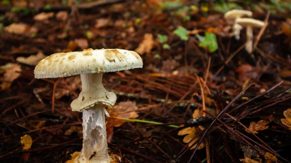 La seta venenosa amanita phalloides ingerida por las víctimas.