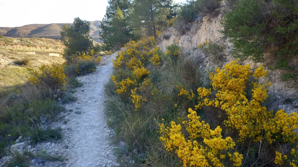 Las aliagas florecidas dan toques amarillos al paisaje junto a la senda que discurre por el acueducto.