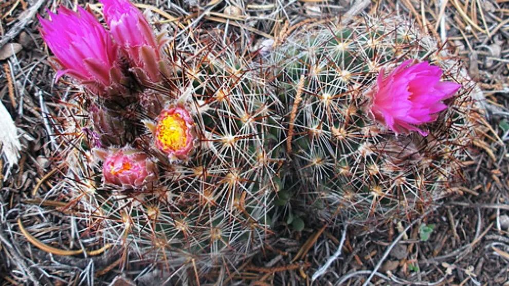 Escobarias vivíparas sobre cactus del Gran Cañón del Colorado (Arizona, Estados Unidos).