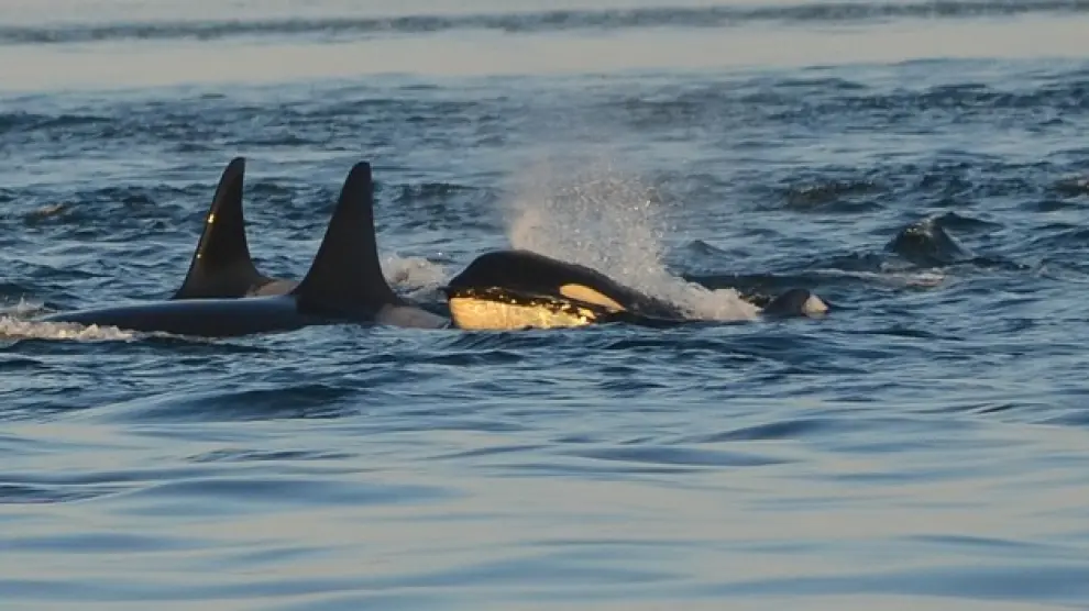 Imagen de recurso de unas orcas