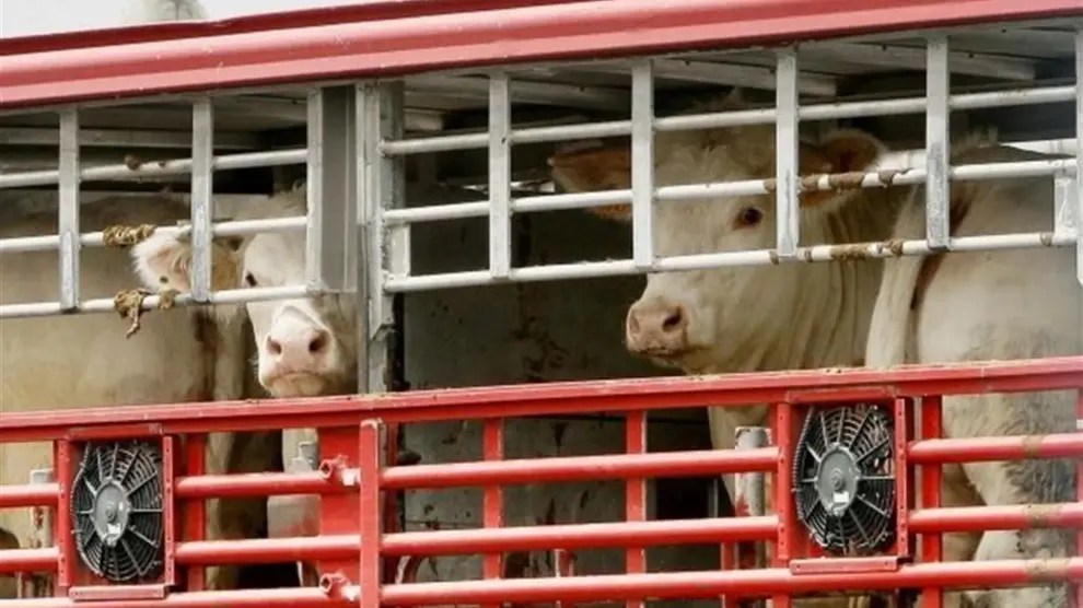 La ley de bienestar animal que propone Bruselas complica el transporte de ganado para las explotaciones españolas.