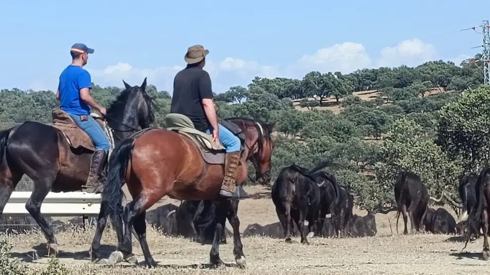 El ganado trashumante de Alicia Chico, durante su desplazamiento desde Vilches (Jaén) a Frías.