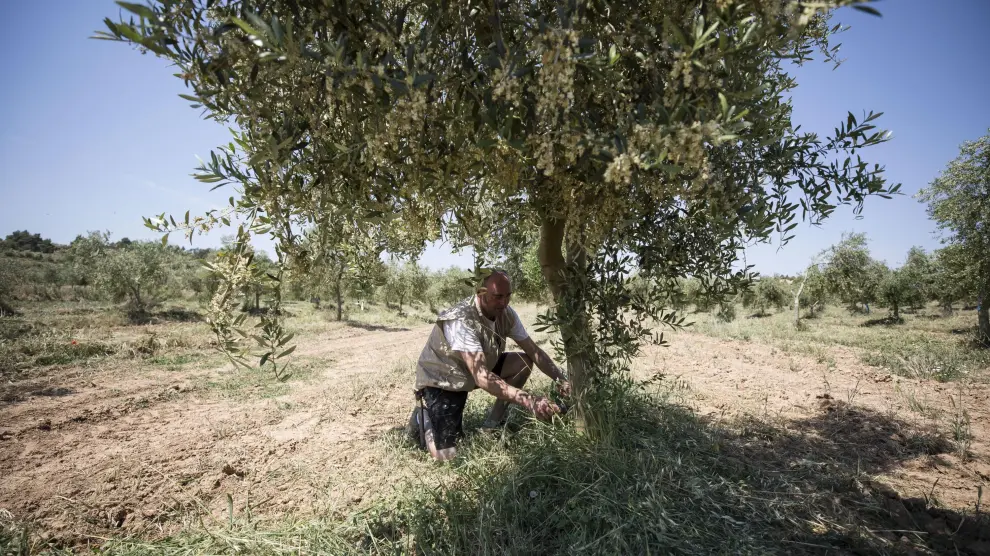 Agricultor trabajando en uno de sus olivos.