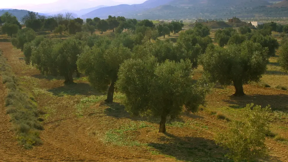 Plantación de olivos en el Bajo Aragón.
