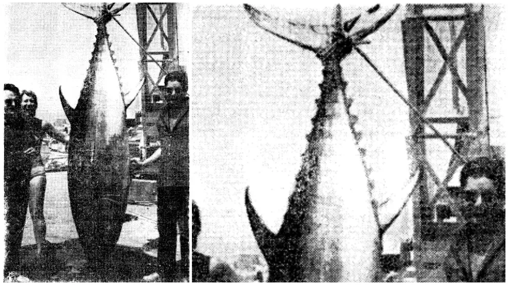Atún de 250 kilos pescado en Palamós en 1974