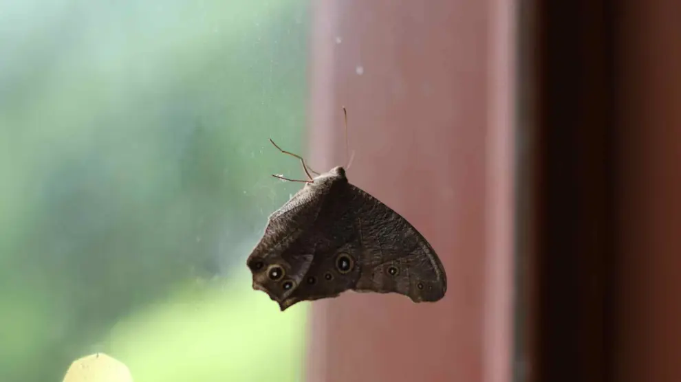 Una polilla dentro de una casa.