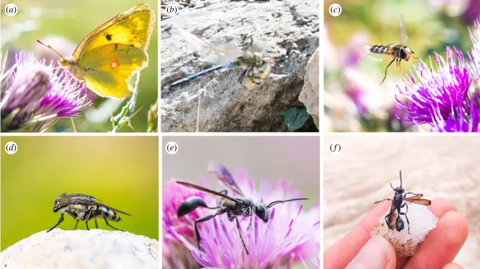 Algunos de los insectos que migran por el valle de Bujaruelo.