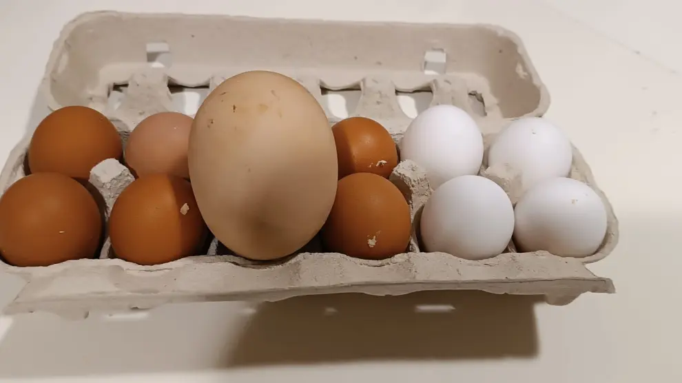 El huevo gigante de Alagón en comparación con otros de las mismas gallinas.