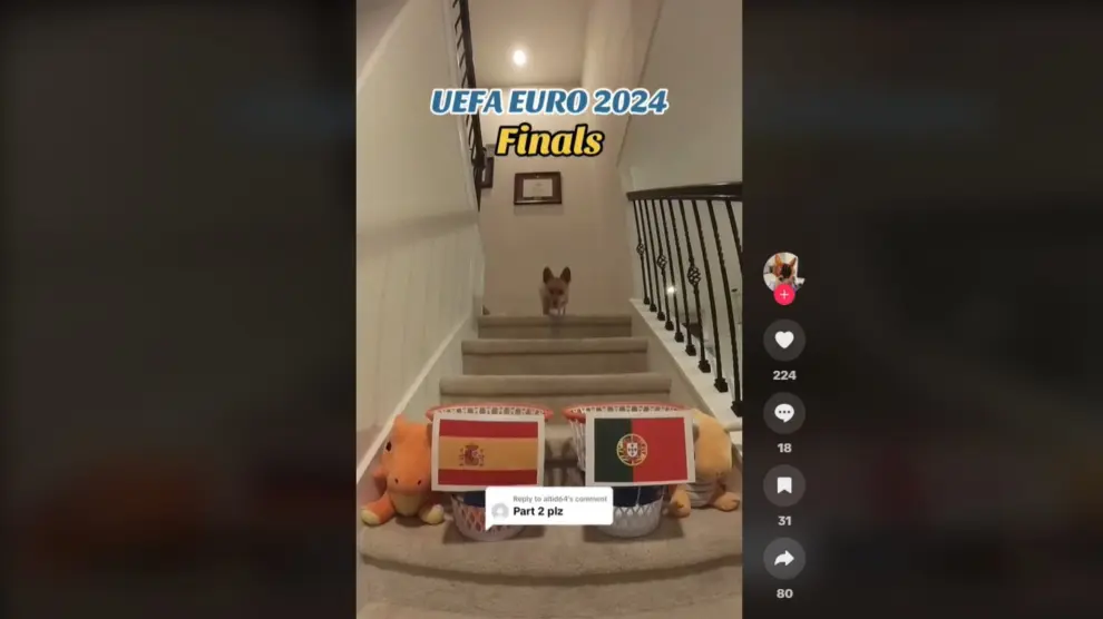 Predicción del ganador de la Eurocopa por el perro Stephen Furry