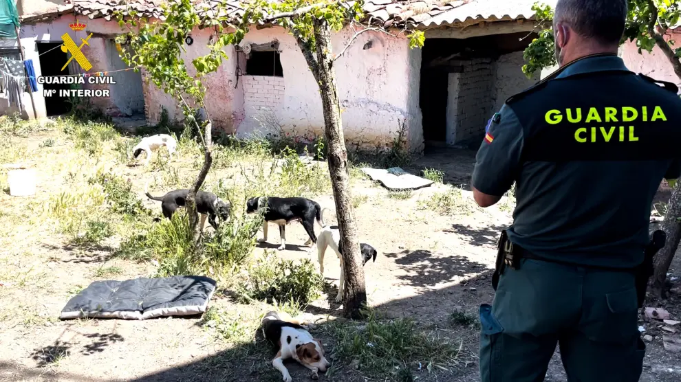 Desmantelan una falsa protectora de animales en Zamora