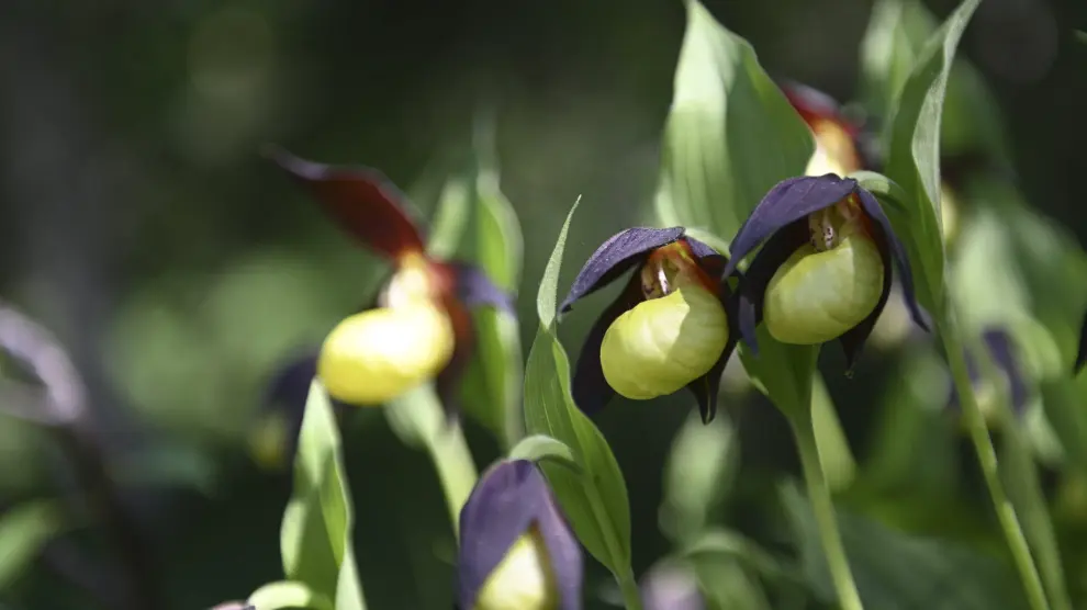 El zapatito de dama es una de las especies de orquídeas silvestres más famosas por su belleza.