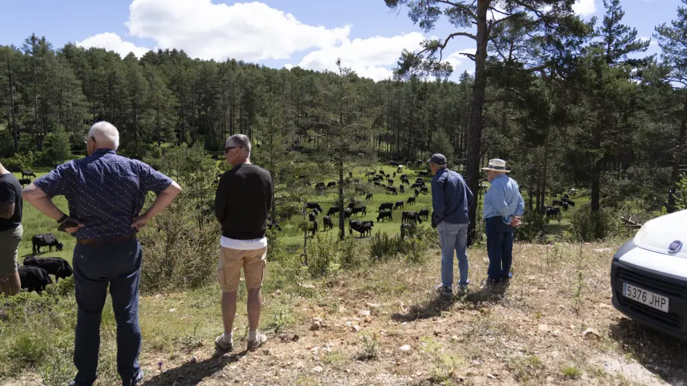 Un grupo de curiosos observa al ganado trashumante poco antes de entrar en la provincia de Teruel.