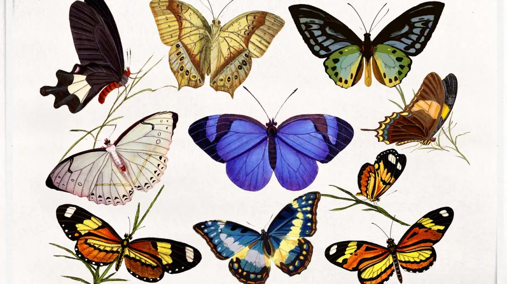 Veinte mil especies de mariposas