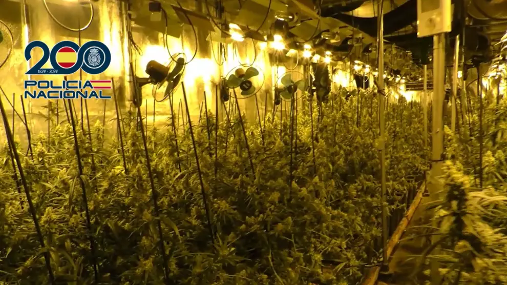 Plantas de marihuana encontradas entre las naves de la banda criminal.