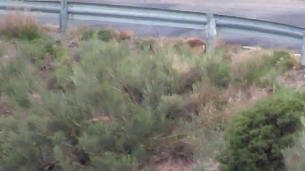 Animales cerca la carretera