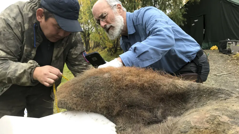 Los científicos Valerii Plotnikov (i) y Dan Fisher examinan la piel de una hembra de mamut fallecida hace 52.000 años y hallada en unas excavaciones en Rusia.