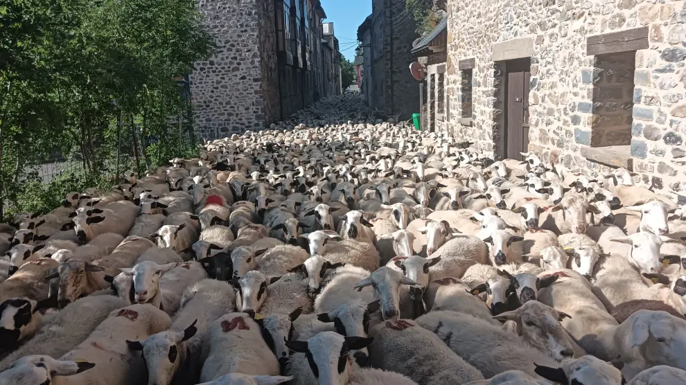 Paso de las ovejas por el pueblo viejo de Canfranc.