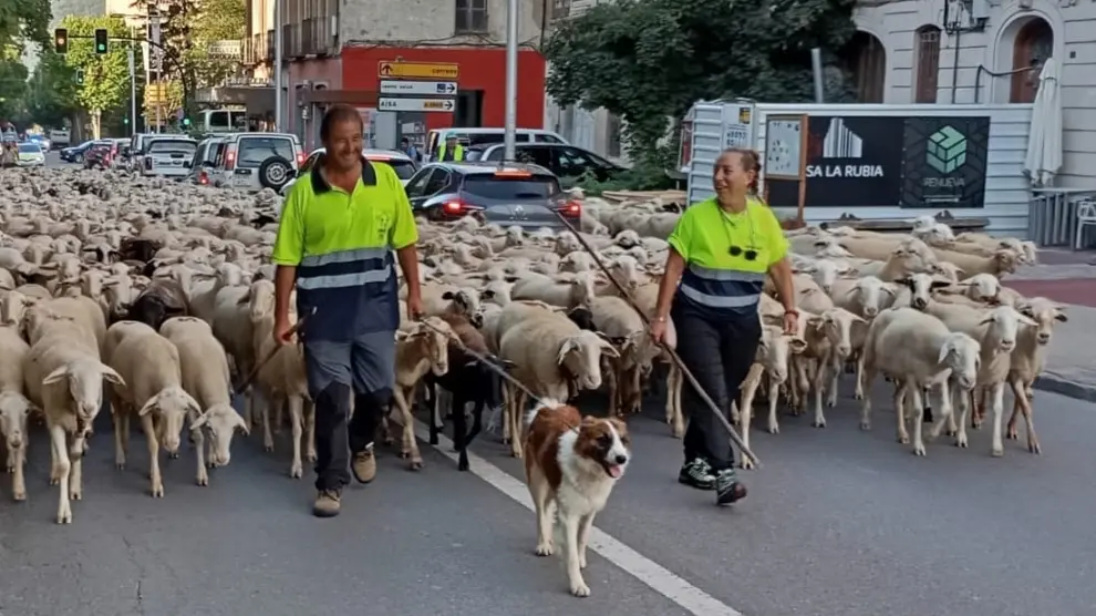 El ganadero Carlos Orensanz y su mujer cruzando Jaca con sus mil ovejas y 50 cabras la semana pasada.